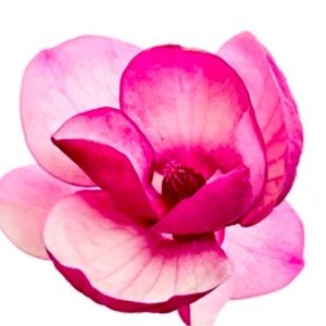 Meet your Posher, Willa